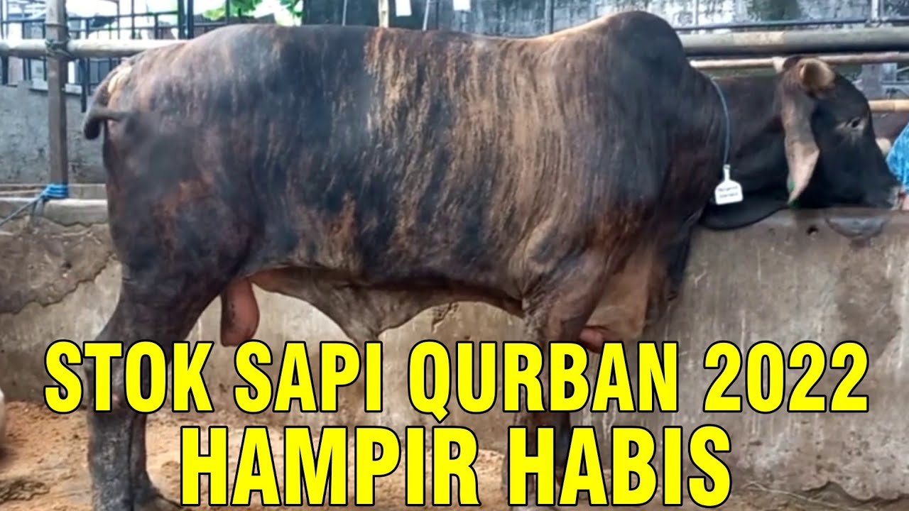 
                                 Stock-Sapi-Qurban-Hampir-Habis